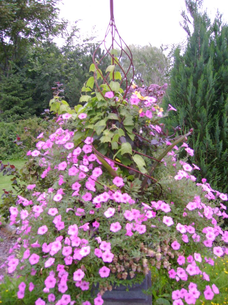 Annual Flowering Vines Zone 7 Mandevilla. Flowering vines, Plants